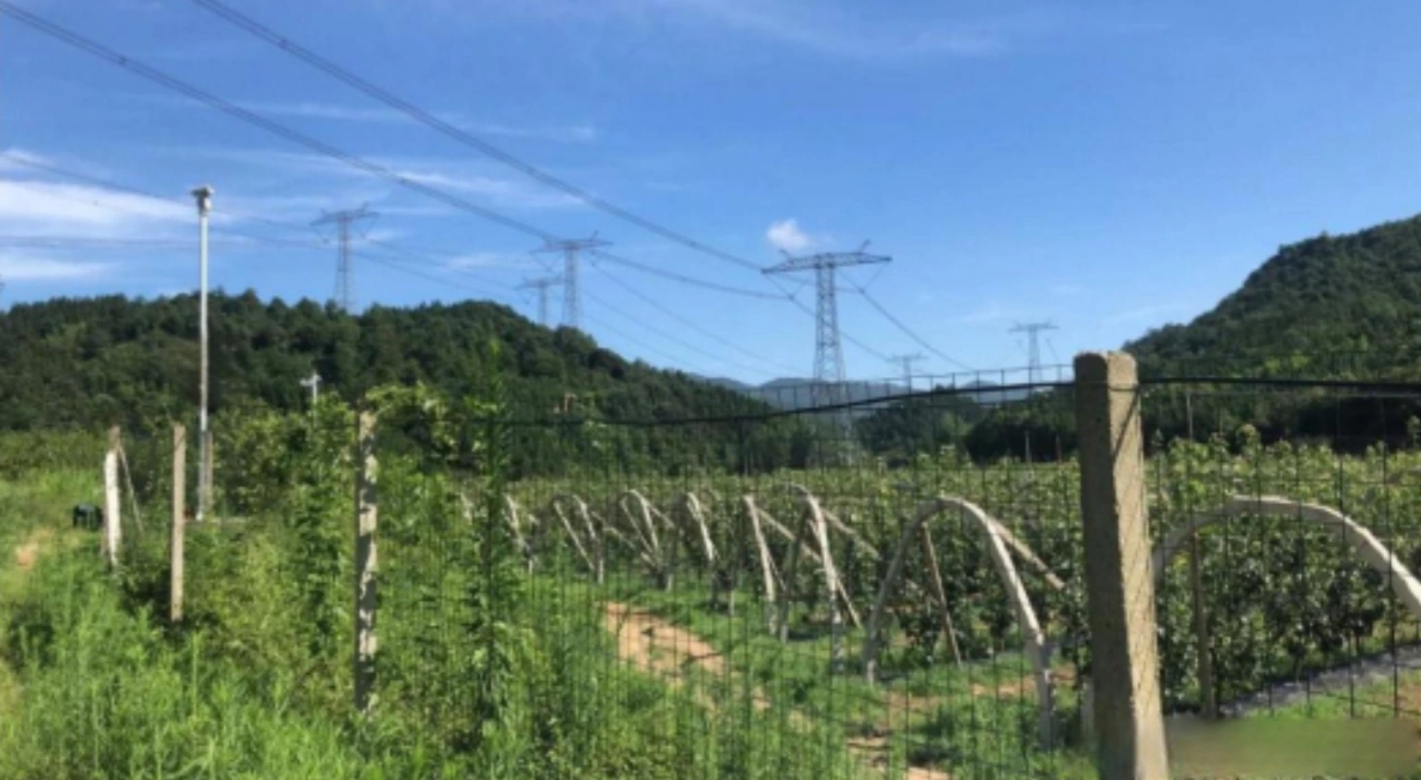 Implantation en verger et bordure de champ