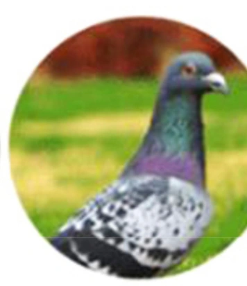 Pigeons