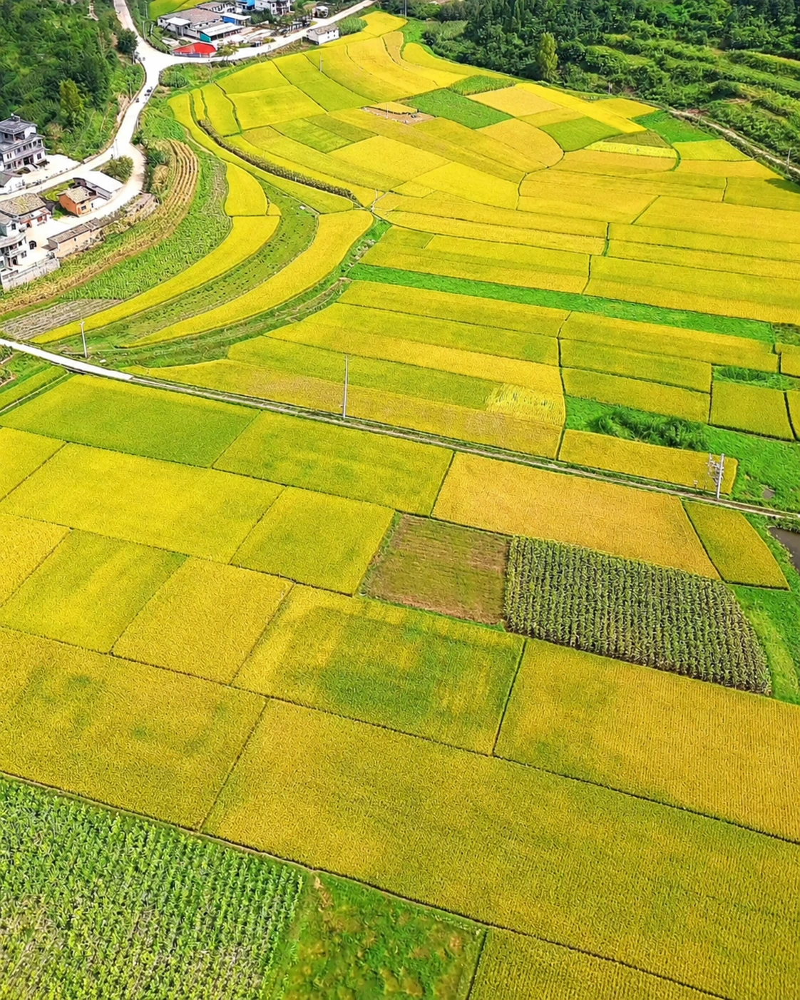Parcelles rizicoles et gestion de la maturation